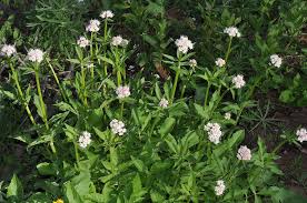 Image result for Valerianaceae