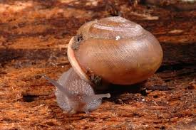 Image result for Trisetopsis elongata