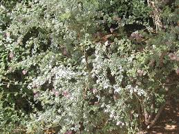 Image result for Indigofera pulchra