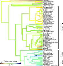 Image result for Cienfuegosia digitata