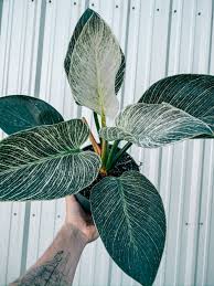 At the end of the article, you'll learn how to resolve common issues when growing philodendron birkin as a houseplant. Philodendron Birkin Bwh Plant Co Plants Philodendron Plant Leaves