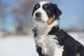 Australian shepherd black tri puppy. February 2014 Mini Aussie Puppies Breezemore