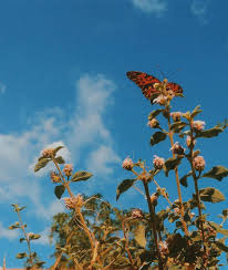 Vsco Butterfly Laptop Wallpapers Wallpaper Cave Desktop wallpaper, macbook, background, aesthetic, gucci, boujee, channel, pink, vibes, money, glamour. vsco butterfly laptop wallpapers