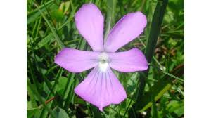 Image result for Viola eminii