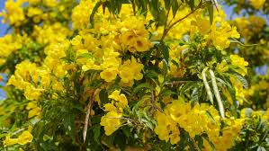 Great winter option for color. The Best Plants That Bloom In Spring In Arizona Wildflower Desert Design