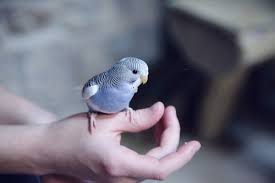 In the wild, blue parakeets eatseeds and vegetation. How To Make A Budgie Live Longer Pethelpful