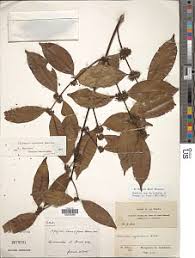 Image result for Clitandra cymulosa