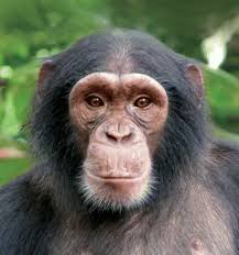In fact, curly hair is very uncommon in wild animals. Why Don T Primates Have Curly Hair As Commonly Seen In Humans Quora