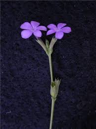 Image result for Buchnera speciosa