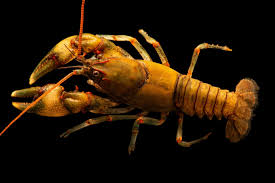 Image result for Craspedorhachis