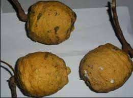 Image result for Clitandra cymulosa