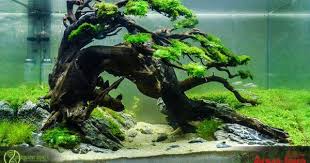 Pin By Stephanus Mardianto On Aquascape Aquascape Aquarium Aquarium Fish Freshwater Aquarium Plants