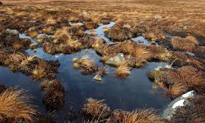 Image result for peat moss