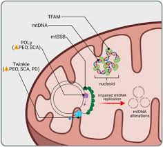 We did not find results for: Frontiers Selective Neuron Vulnerability In Common And Rare Diseases Mitochondria In The Focus Molecular Biosciences