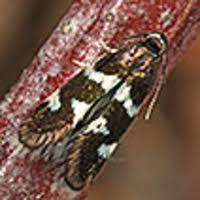 Image result for Phyllonorycter leucographellus