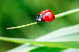 How to detect ladybugs in the house and outdoors. Ladybugs And Your Home Everything You Need To Know Bug House