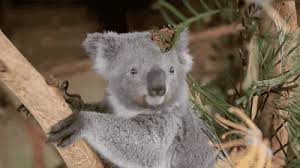 Apricotblues Gifsboom Video Butterfly Photobombs Baby Funny Animals Animals Funny Animal Pictures