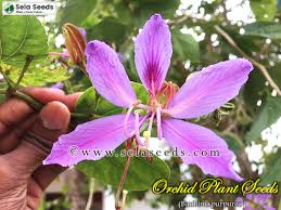 Image result for Bauhinia purpurea
