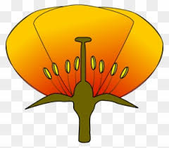 Venn diagrams may be presented in a variety of forms using a blank venn diagram template. Flower Diagram Clip Art Wiring Diagram For Light Switch Unlabeled Diagram Of A Flower Free Transparent Png Clipart Images Download