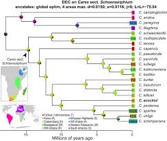 Image result for Carex runssoroensis