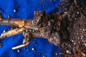 Image result for Rhizobium radiobacter, syn. Agrobacterium tumefaciens