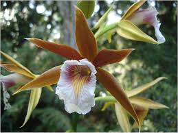 Image result for Phaius