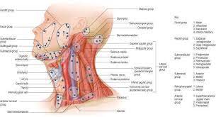 Delphian node) lie between the carotid. Pin By Cynthia Rutledge On Nursing Medical Medical Anatomy Lymph Massage Nursing Information