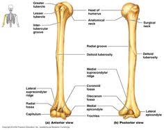 Bone basics and bone anatomy. 13 Arm Bones Ideas Arm Bones Anatomy Forearm Bones