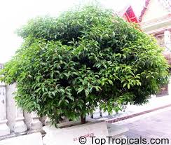 Image result for Mimusops elengi