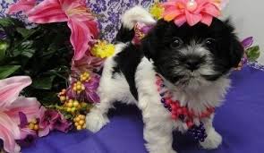 The search tool above returns a list. Havanese Puppies For Sale Daytona Beach Fl 246728