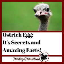 Ostrich eggs are the largest of all eggs and weigh. Ostrich Egg Secrets And Amazing Facts Are You Curious