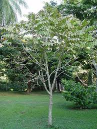 Image result for Cedrela