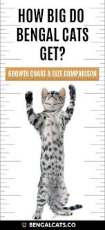 They tend to grow quickly and reach mature height at about 6 months, filling out and maturing to full size and weight at about one and a half years. When Will They Becom Bengal Cat Bengal Cat Full Grown Bengal Cat Facts