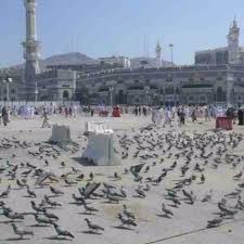 وايضا تمت اضافة اغنية تامر حسني حلو المكان من فيلم الفلوس والعديد من الاغاني المتميزة للفنان tamer hosny حمل اول تطبيق يحتوي على احدث اغاني تامر حسني مثل اغنية فجأة افترقنا بدون نت واغنية مبطلناش احساس واجمل اغاني تامر حسني من البوم خليك. ÙŠØ§ Ø­Ù…Ø§Ù…Ø© Ø§Ù„Ù…Ø¯ÙŠÙ†Ø© Mp3