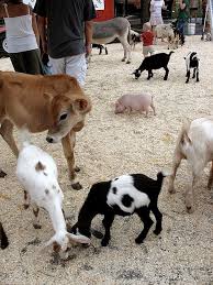 Farm to you revue is unlike any other petting zoo! we provide a unique experience for children and adults of all ages! 85 Farm Petting Zoo Inspiration Ideas Zoo Zoo Animals Farm