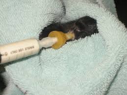 Baby Squirrel Care