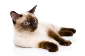 Find out how to reduce shedding in your home by grooming ragdolls and keeping your cats fur clean. Do Siamese Cats Shed Pets Kb
