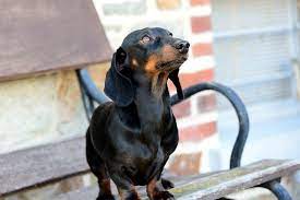 It's also free to list your puppies and litters on our site. The Full List Of Dachshund Rescues 2021 Usa Europe