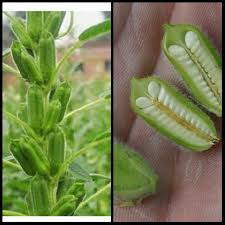 Each plot yields 2 plants (net gain of 1 plant) and 4 experience points, and takes 1 hour to mature. Dabeth Industries