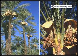 Members of the family arecaceae, palm trees are an ancient and diverse group of trees that bear fruit containing one or multiple seeds. Palm Fruit Photos