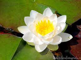 See the almanac's complete list of flower meanings and plant symbolism. Pallanza Fraction Of Verbania Verbano Cusio Ossola White Water Lily Flower In The Park Of Villa Taranto Villas Fiori Blumen Flower Aesthetic Pretty Flowers Amazing Flowers
