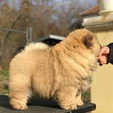 Chow Chow Puppies For Adoption And Sale Posts Facebook