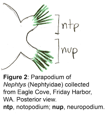 Image result for Parapodium