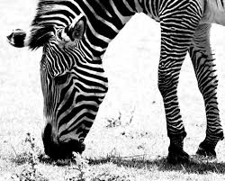 We did not find results for: Haiwan Zebra Foto Spesies Di Mana Mereka Tinggal Di Hidupan Liar Fakta Menarik Yang Memakan Berapa Banyak Yang Anda Tinggalkan