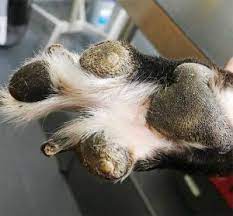 The pads of our dog's feet were rough and covered in tiny orange hairs. Pad Corns A Pain For Both Dog And Veterinarian Page 2 Of 3