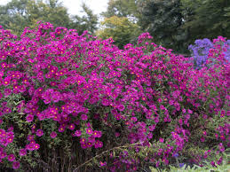 Grows in light shade to shade. Glattblatt Aster Crimson Brocade Beste Sorten Stauden Wissen