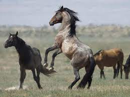 Did you know there are currently about 67,000 wild horses and burros in the west? Wanted More Pastures For West S Overpopulated Wild Horses The Spokesman Review