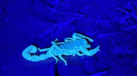 Scorpion Hunt
