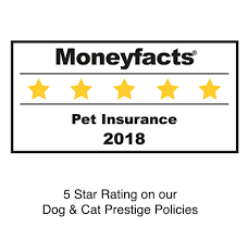 Pet Insurance For Cats Dogs From An Award Winning Provider