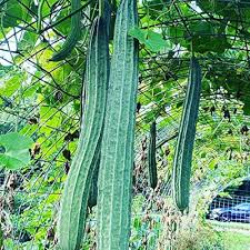 Image result for Luffa acutangula